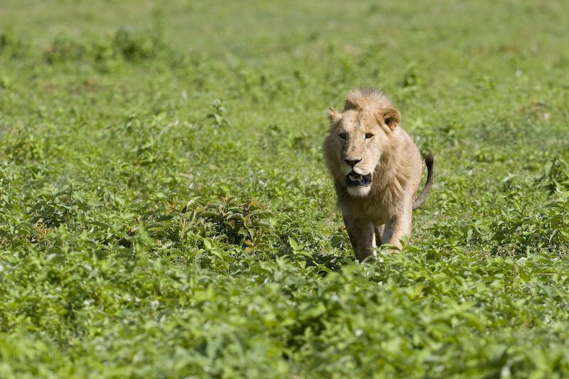 Lion In Grass